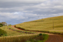 CHOPINZINHO - Estrada Rural.

