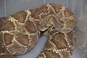Sesa vai reativar a produção de soro contra picadas de cobras
. Foto:SESA