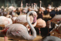 04/2019 - Foz do Iguaçu - Parque das Aves. Foto: José Fernando Ogura/AEN