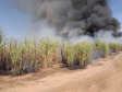 Prazo para a suspensão da queima controlada de cana-de-açúcar no Paraná é adiado
. Foto:SEDEST