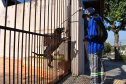 Copel alerta sobre cuidados com cães. Foto: Copel
