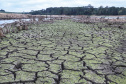 Chuvas não diminuem os  efeitos da estiagem severa
.Iraí. 08/2020.