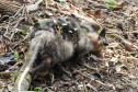 IAT alerta para aparecimento de animais silvestres em áreas urbanas. Foto:Fernanda Felisbino / Bióloga IAT