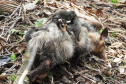 IAT alerta para aparecimento de animais silvestres em áreas urbanas. Foto:Fernanda Felisbino / Bióloga IAT