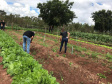 Colégios agrícolas superam desafios ainda maiores com ensino remoto. Foto:SEED