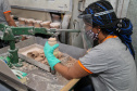 Porcelanas Germer. Criada em 1978, a fábrica emprega cerca de 500 pessoas e produz em média um milhão de peças por mês.Feito no Paraná. Foto: Ari Dias/AEN.