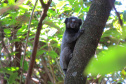 
Paraná aumenta apoio na preservação da fauna silvestre. Foto: SEDEST/IAT