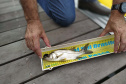 O Projeto Rio Vivo da Secretaria de Desenvolvimento Sustentável e do Turismo (Sedest) foi retomado no sábado (24), em Guaratuba, com o Festival Sul Brasileiro de Pesca. A iniciativa busca a preservação das bacias hidrográficas do Estado com o repovoamento de espécies de peixes nativos e o estímulo do turismo de atividades aquáticas.
Foto; Daniele Iachecen