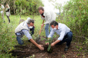 Governo do Estado faz plantio de mudas de araucária. Foto: Ari Dias/AEN
