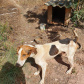 	Curso prepara servidores para atendimento de maus-tratos a cães e gatos. Nelson (antes). Foto: ONG 4 Patas