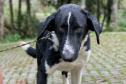 	Curso prepara servidores para atendimento de maus-tratos a cães e gatos.Orfeu (depois). Foto: ONG 4 Patas