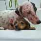 	Curso prepara servidores para atendimento de maus-tratos a cães e gatos. Pintadinha (antes). Foto: ONG 4 Patas