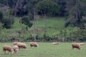 Boletim agropecuário fala sobre melhorias na criação de ovinos Foto:Jaelson Lucas /Arquivo AEN
