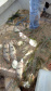 Força-tarefa salva matrizes de peixes e garante repovoamento dos rios. Foto:IAT