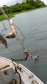 Força-tarefa salva matrizes de peixes e garante repovoamento dos rios. Foto:IAT