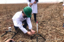 Projeto de reflorestamento com minifoguetes é finalista de prêmio científico nacional. Foto:SEED