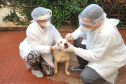 UEL estuda efeitos da Covid-19 em cães, gatos e animais silvestres. Foto:UEL