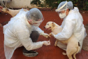 UEL estuda efeitos da Covid-19 em cães, gatos e animais silvestres. Foto:UEL