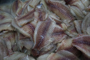 Nova Aurora - 09-10-2020 - Cooperativa Copacol - Abate de Tilapia  - Foto : Jonathan Campos / AEN
