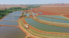 Maripá. Produção de tilápia. Foto: Alessandro Vieira/AEN