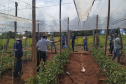 IDR-Paraná usa a internet capacitação conjunta em agricultura orgânica. Foto: IDR