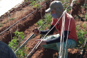 IDR-Paraná usa a internet capacitação conjunta em agricultura orgânica. Foto: IDR