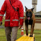 Bombeiros promovem certificação estadual de cães de busca e resgate. Foto: SESP
