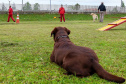 Bombeiros promovem certificação estadual de cães de busca e resgate. Foto: SESP