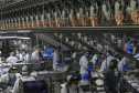 Palotina - 10-10-2020 - Cooperativa C Vale - Industria de Aves e Tilapia  - Foto : Jonathan Campos / AEN