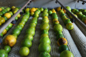 Há cerca de cinco anos a Garoto entrou no mercado de sucos naturais e tem visto os negócios prosperarem. Hoje, o suco Viva Feliz é encontrado nas gôndolas de todo o Sul, Sudeste e parte do Centro-Oeste do Brasil.
