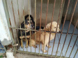 Programa castrou gratuitamente quase 11 mil cães e gatos. Foto:SEDEST