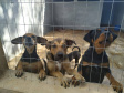Programa castrou gratuitamente quase 11 mil cães e gatos. Foto:SEDEST