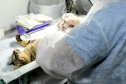 Programa castrou gratuitamente quase 11 mil cães e gatos. Foto:SEDEST