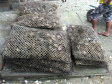 Produção de ostras em Guaratuba. Foto:IDR