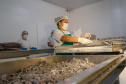 Balas, pescados e cachaça: a riqueza dos produtos do Litoral.Foto Gilson Abreu/AEN