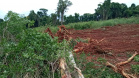 Uma fiscalização do Batalhão de Polícia Ambiental-Força Verde (BPAmb-FV) e do Instituto Água e Terra (IAT), órgão vinculado à Secretaria do Desenvolvimento Sustentável e Turismo (Sedest), flagrou a destruição de vegetação nativa no município de São José da Boa Vista, no Norte do Estado, no sábado (09). A ação resultou na prisão de nove pessoas, apreensão de seis máquinas e um total de R$ 252 mil em multas.  -  Foto: Divulgação SEDEST/IAT