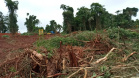 Uma fiscalização do Batalhão de Polícia Ambiental-Força Verde (BPAmb-FV) e do Instituto Água e Terra (IAT), órgão vinculado à Secretaria do Desenvolvimento Sustentável e Turismo (Sedest), flagrou a destruição de vegetação nativa no município de São José da Boa Vista, no Norte do Estado, no sábado (09). A ação resultou na prisão de nove pessoas, apreensão de seis máquinas e um total de R$ 252 mil em multas.  -  Foto: Divulgação SEDEST/IAT