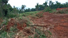 Uma fiscalização do Batalhão de Polícia Ambiental-Força Verde (BPAmb-FV) e do Instituto Água e Terra (IAT), órgão vinculado à Secretaria do Desenvolvimento Sustentável e Turismo (Sedest), flagrou a destruição de vegetação nativa no município de São José da Boa Vista, no Norte do Estado, no sábado (09). A ação resultou na prisão de nove pessoas, apreensão de seis máquinas e um total de R$ 252 mil em multas.  -  Foto: Divulgação SEDEST/IAT