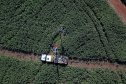 PR Trifásico concluiu 2,8 mil quilômetros de novas redes . Foto: Copel
