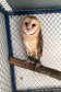 Animais silvestres estão sendo cada vez mais procurados para se ter em casa. A equipe da Fauna do IAT resgatou na última quarta-feira (3) uma coruja que apareceu no 7º andar de um apartamento no Centro de Curitiba. A coruja da espécie Tyto furcata, conhecida como Coruja-das-torres, possuía anilhas. Na foto, a coruja chamada Raja e seu tutor Alisson. Curitiba, 05/02/2021  -  Foto: Divulgação IAT