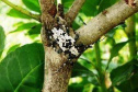 A Universidade Estadual do Oeste do Paraná (Unioeste), em parceria com o Instituto Nacional de Tecnología Agropecuária (Inta) da Argentina, desenvolve dois projetos de controle de pragas da erva-mate. A planta, utilizada na produção do chimarrão, é responsável por uma cadeia produtiva que movimenta R$ 1,2 bilhão de dólares ao ano.  -  Foto: Divulgação Unioeste