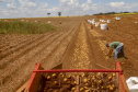 02/03 - produção e processo da batata.Foto: Gilson Abreu/AEN