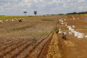 02/03 - produção e processo da batata.Foto: Gilson Abreu/AEN