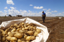 02/03 - produção e processo da batata.Foto: Gilson Abreu/AEN