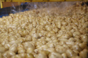 02/03 - produção e processo da batata.Foto: Gilson Abreu/AEN