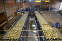 02/03 - produção e processo da batata.Foto: Gilson Abreu/AEN