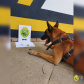 Os cães da Polícia Militar têm sido importantes aliados no processo de apreensão de drogas. Durante a Operação Verão Consciente, os cães Hórus e Argos foram destaque no auxílio aos policiais na apreensão de entorpecentes. - Foto: Divulgação PMPR