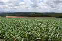 Lavoura de milho  -  Foto: Arquivo AEN