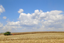 O setor agropecuário foi um dos únicos com crescimento no ano passado, com previsão de que continue em alta em 2021. No entanto, as condições climáticas podem reduzir a produção, sobretudo de milho, colocando em risco o abastecimento desse cereal e a cadeia produtiva que dele depende. Foto: Gilson Abreu/AEN