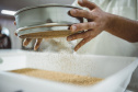 Pesquisadores da Universidade Tecnológica Federal do Paraná desenvolveram um material produzido a partir do crescimento de fungos em resíduos da agroindústria que pode substituir plásticos, poliestireno expandido e outros materiais danosos ao meio ambiente utilizados na indústria de embalagens e na construção civil. Foto: Fundação Araucária
